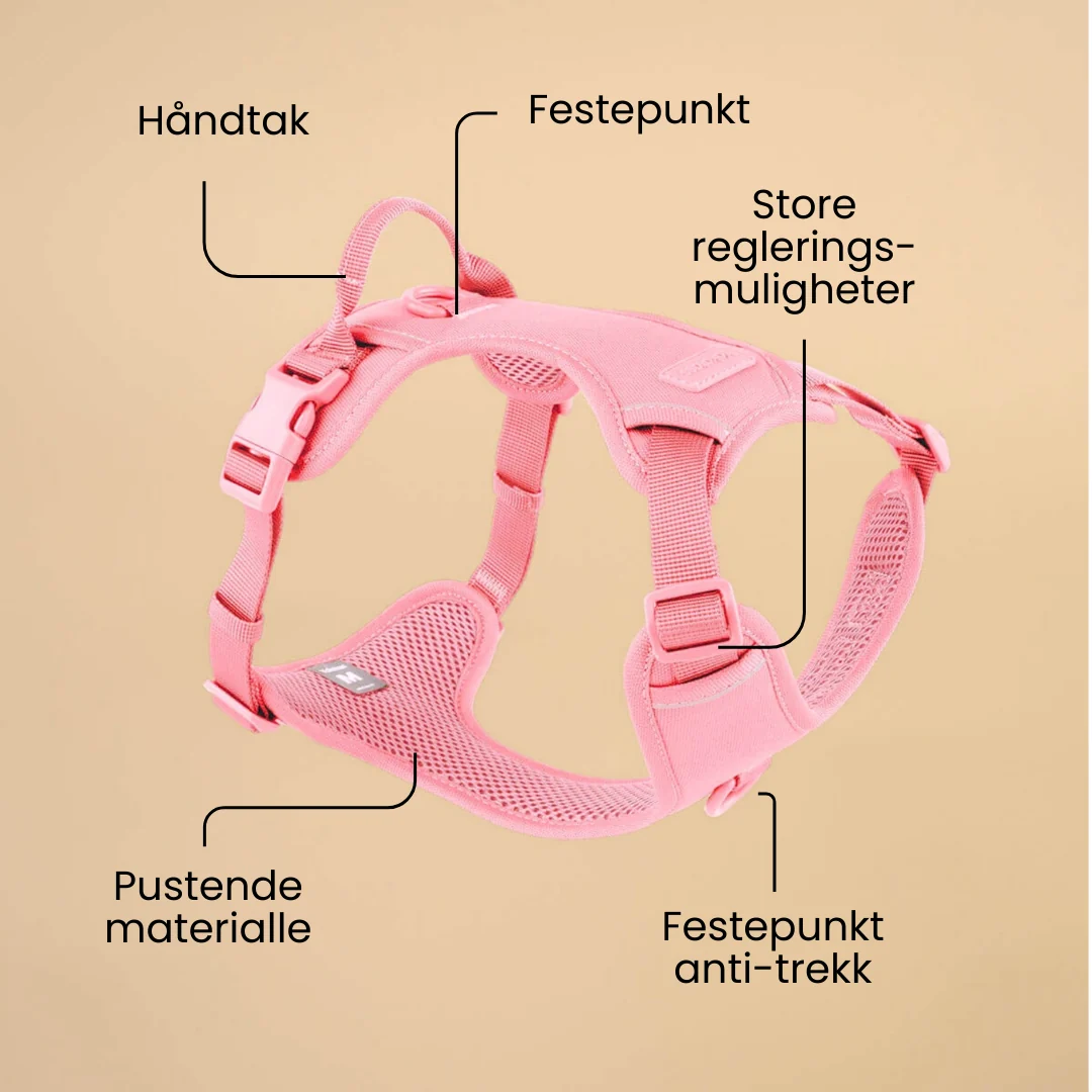 Rosa Mini Bundle - Image 4